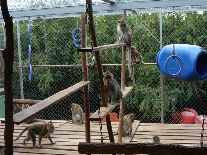 Enrichment | Macaques